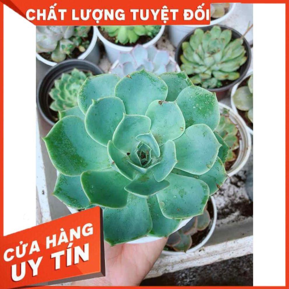 Sen đá xanh đất Nhiều Người Mua