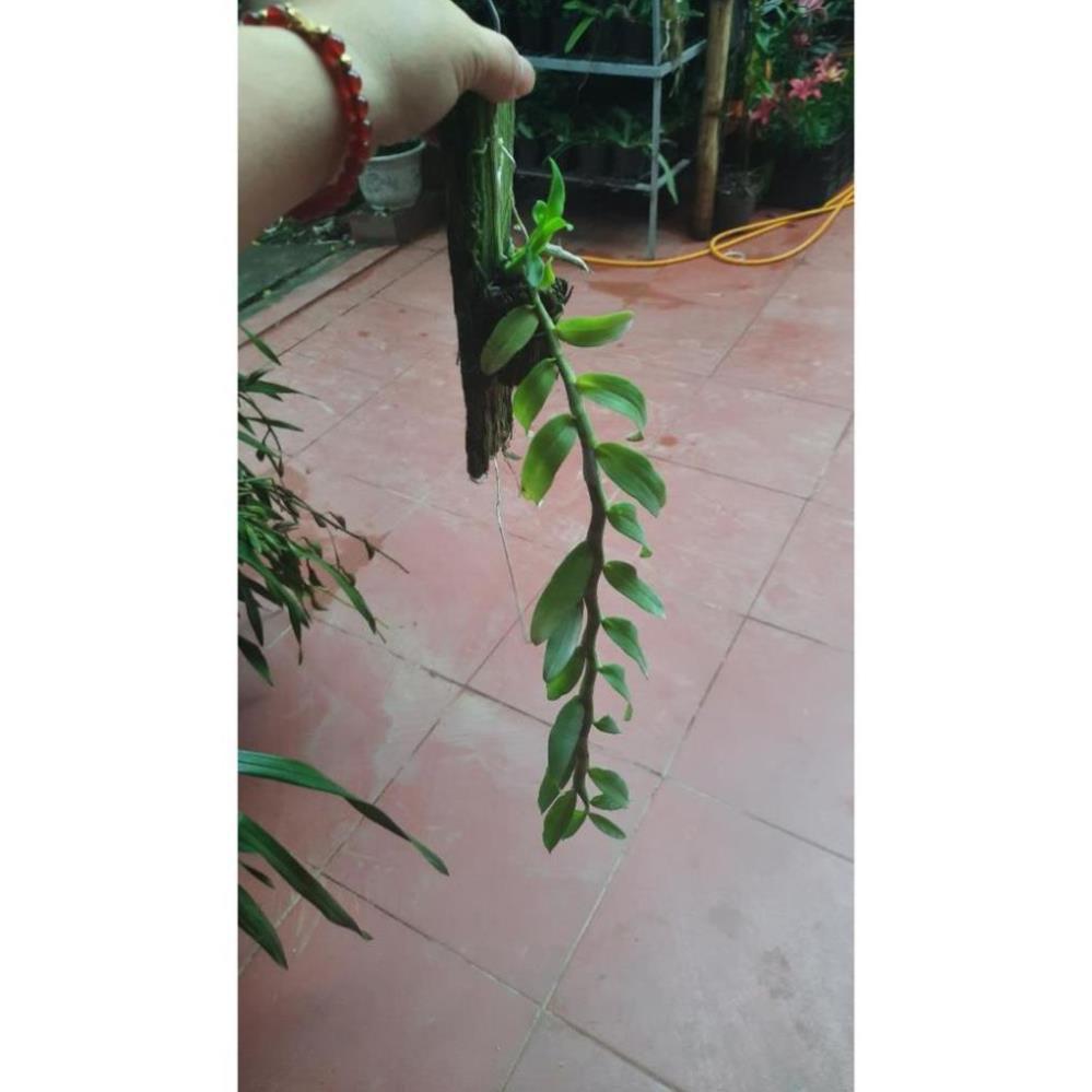 Hoa phong lan phi điệp tím thái+ 700g phân thỏ hữu cơ ki mập khỏe ấm chậu