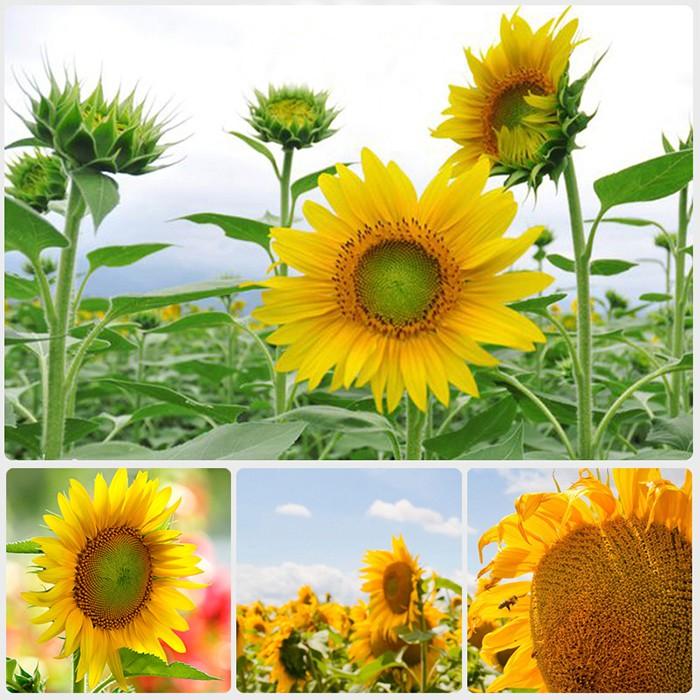 Hạt giống hoa hướng dương cao vàng 120cm - 1 gói 30 hạt