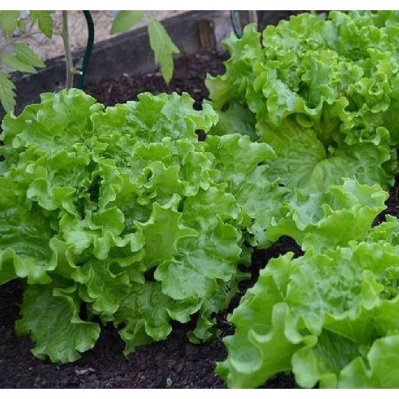 Hạt giống rau xà lách chịu nhiệt 5gr/gói
