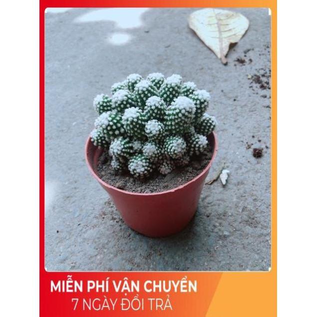 Xương Rồng Mami Bụi