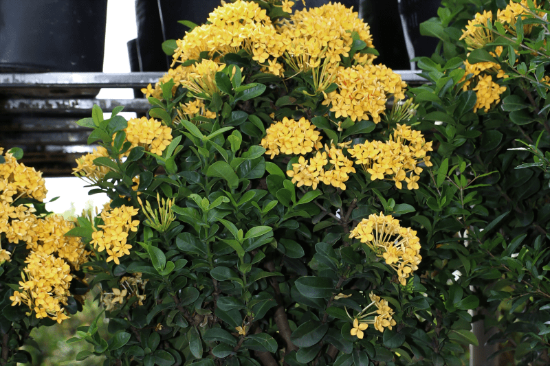 Cây mẫu đơn, cây mẫu đơn hoa vàng sai hoa, hoa đẹp vàng ươm