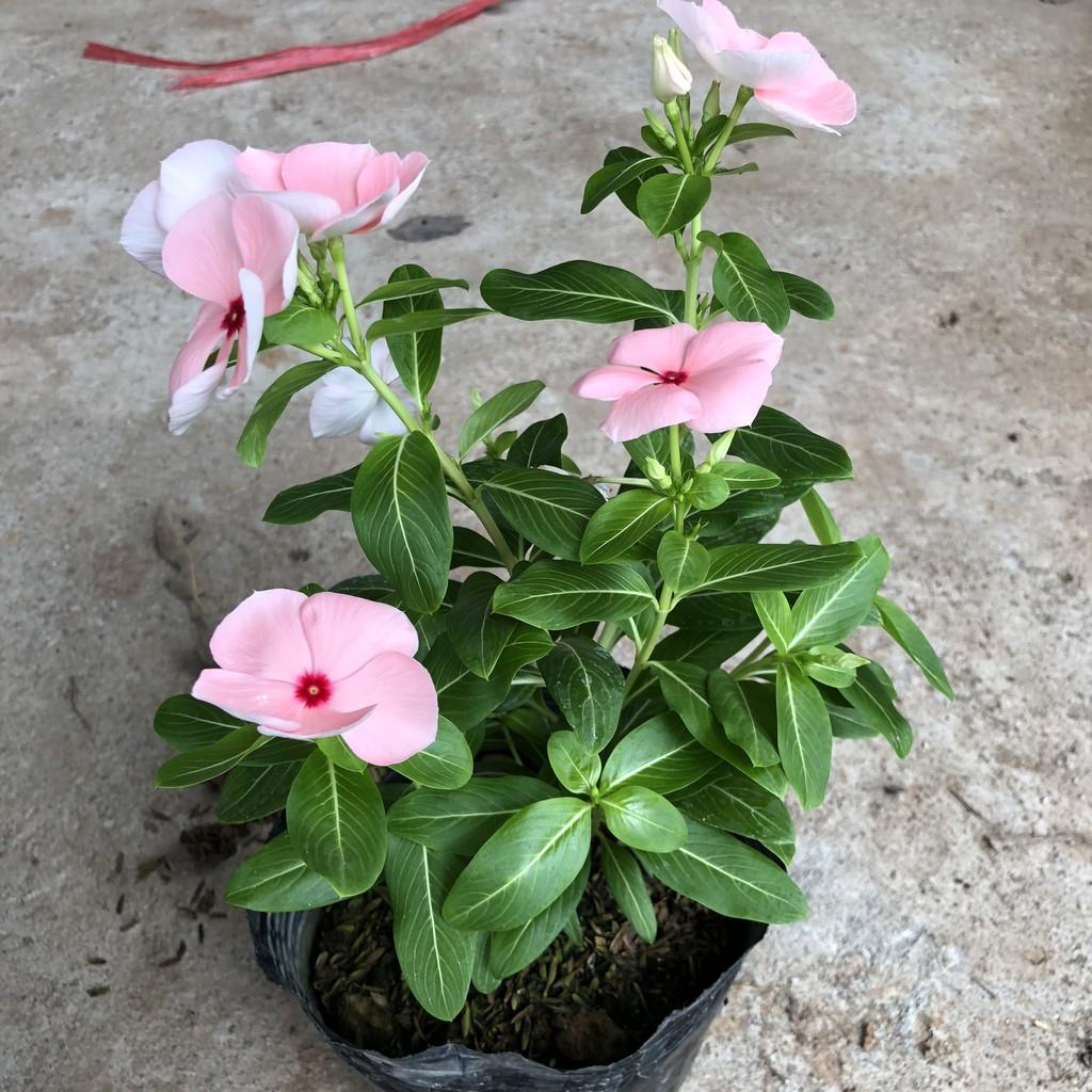 Cây hoa dừa cạn đủ màu, chiều cao 15cm sum suê hoa nở bắt mắt, không ưa nước thích hợp trang trí cảnh quan