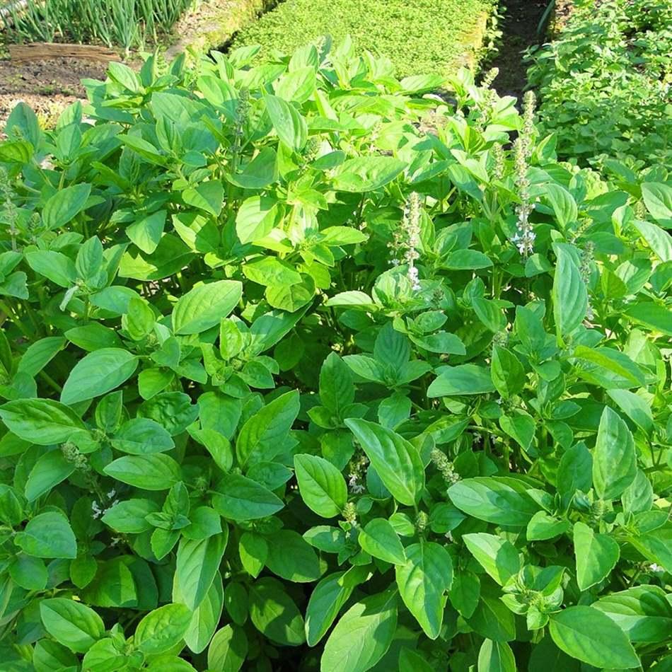 Hạt Giống Rau Húng Quế -