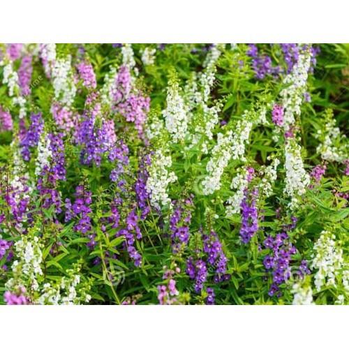 CHẬU HOA VIOLET NHẬT  ĐỦ MÀU, HOA QUANH NĂM SIÊU ĐẸP