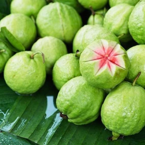 CÂY GIỐNG ỔI RUBI KHÔNG HẠT THÁI LAN SIÊU NGON SIÊU QUẢ- CAM KÊT GIỐNG CHUẨN F1
