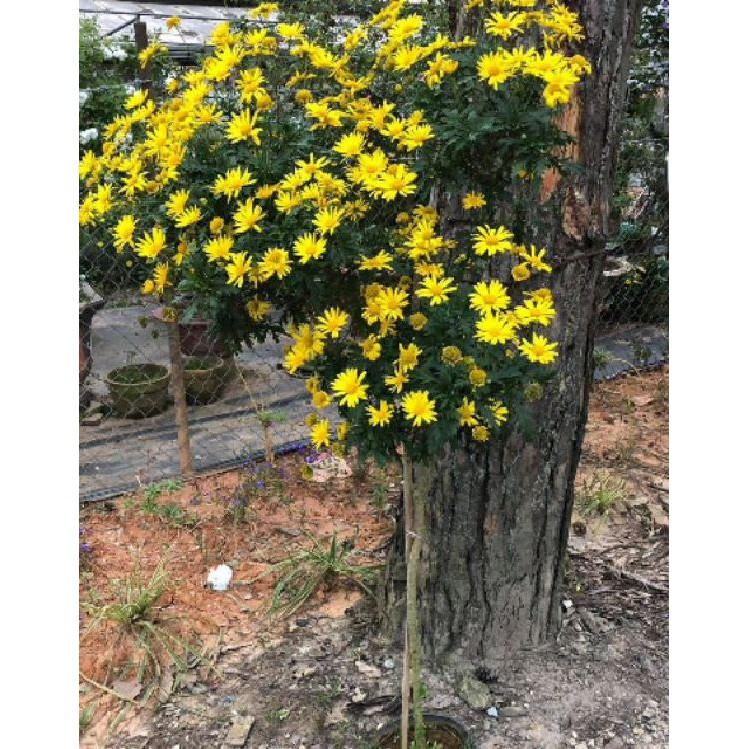 Hạt giống hoa cúc thân gỗ - cúc trường thọ- gói 50 hạt/gói