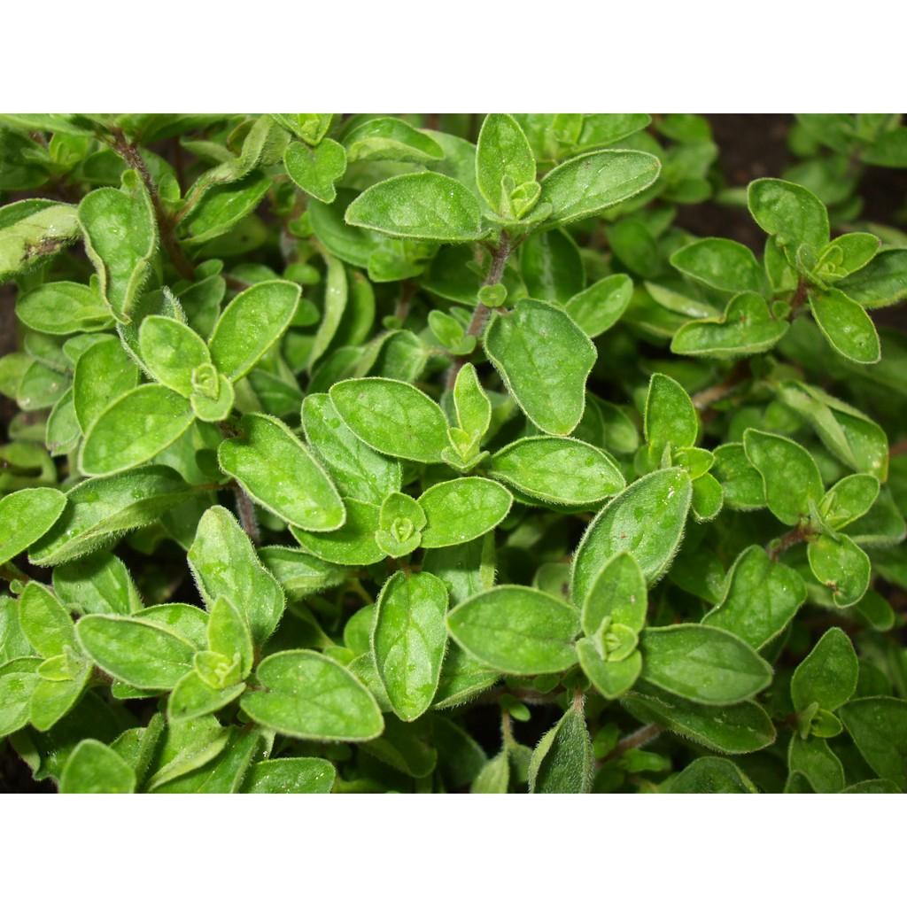 Lá Kinh Giới Ông Chà Và 15g (Oregano)