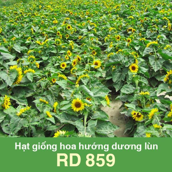 Hạt Giống Hướng Dương Lùn, Hoa Lớn 10 hạt