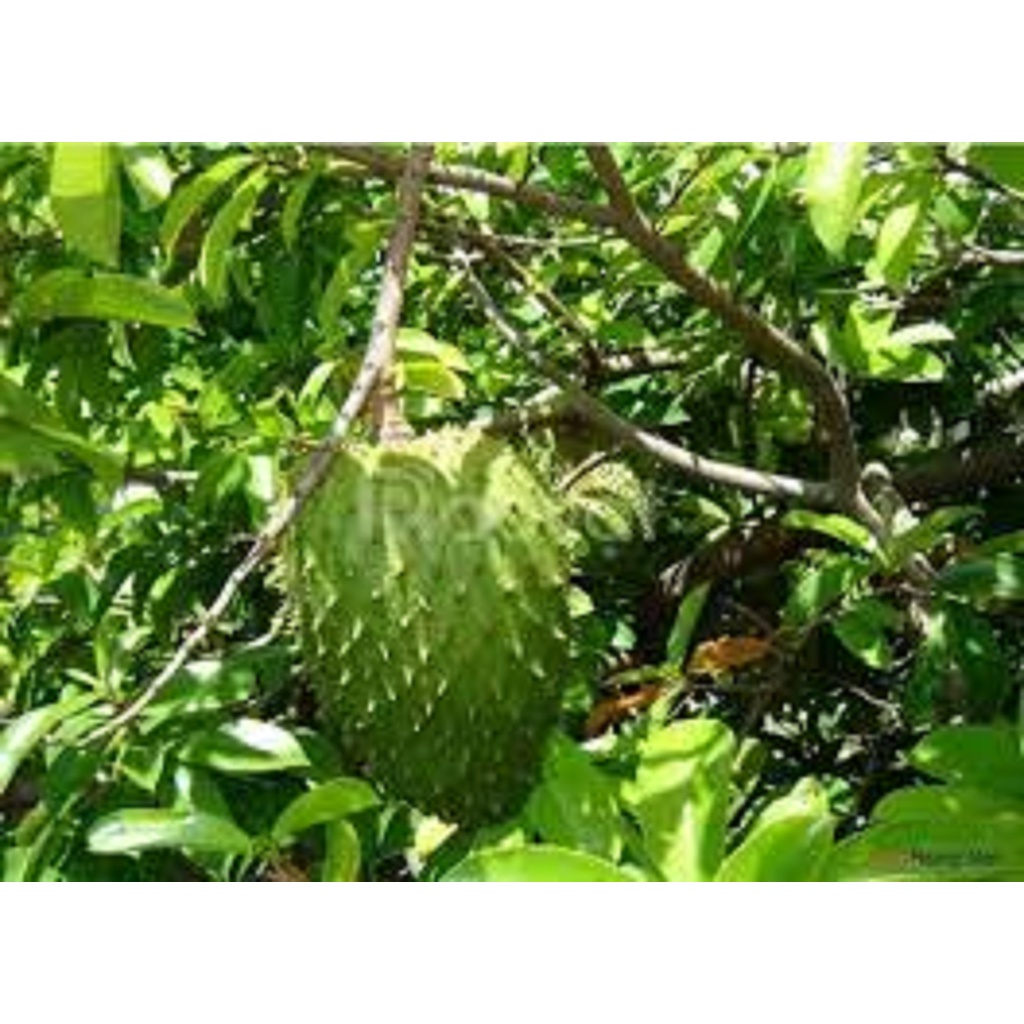 CÂY GIỐNG MÃNG CẦU THÁI SIÊU SỚM CÂY GHÉP