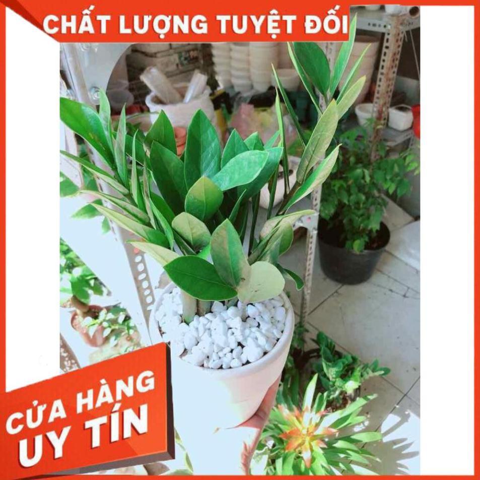 Chậu kim tiền Nhiều Người Mua