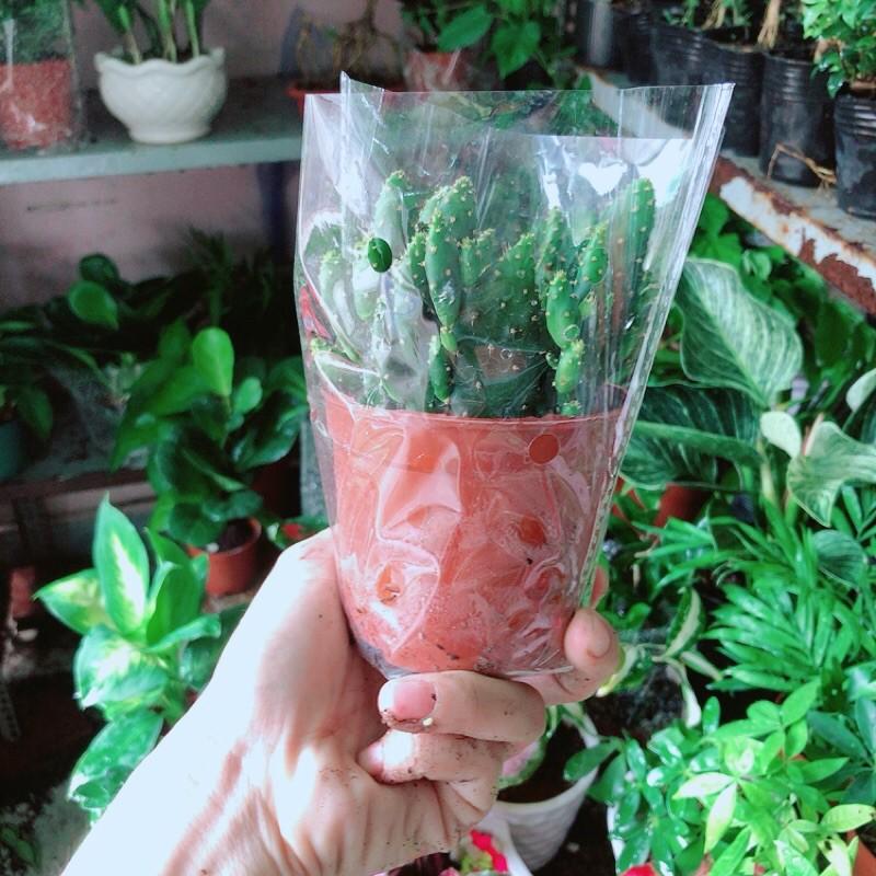 Xương Rồng Bụi