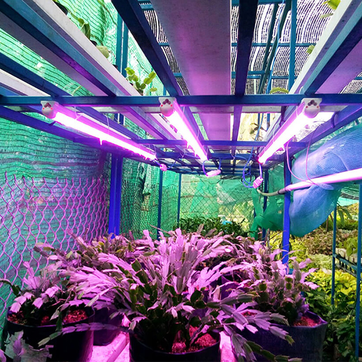 Combo 2 Đèn LED Trồng Cây và Rau Thủy Canh Trong Nhà Kính (Dài 1.2M) với anh sáng tím hồng giúp cây trồng và rau trong nhà phát triển nhanh