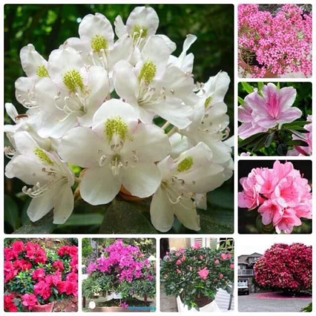 Cây hoa đỗ quyên đang nụ hoa