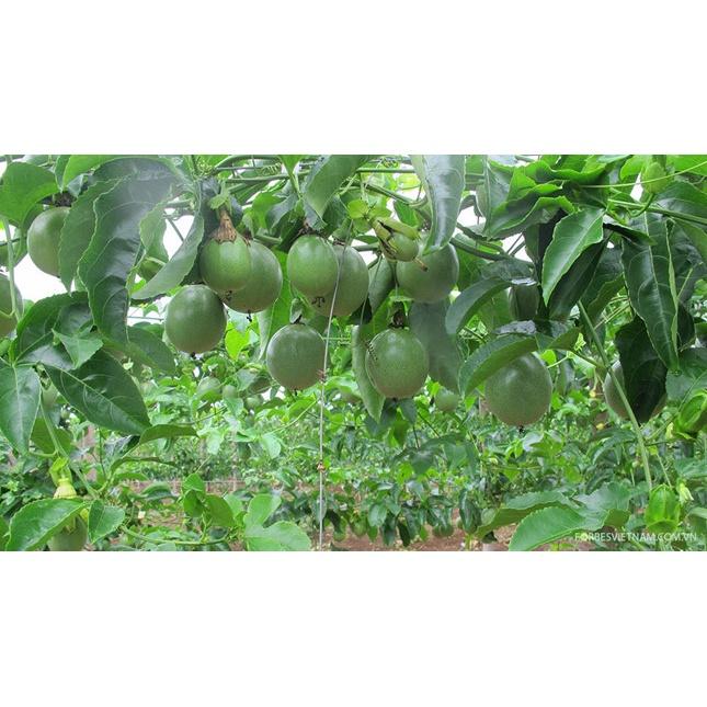 CÂY GIỐNG CHANH LEO TÍM