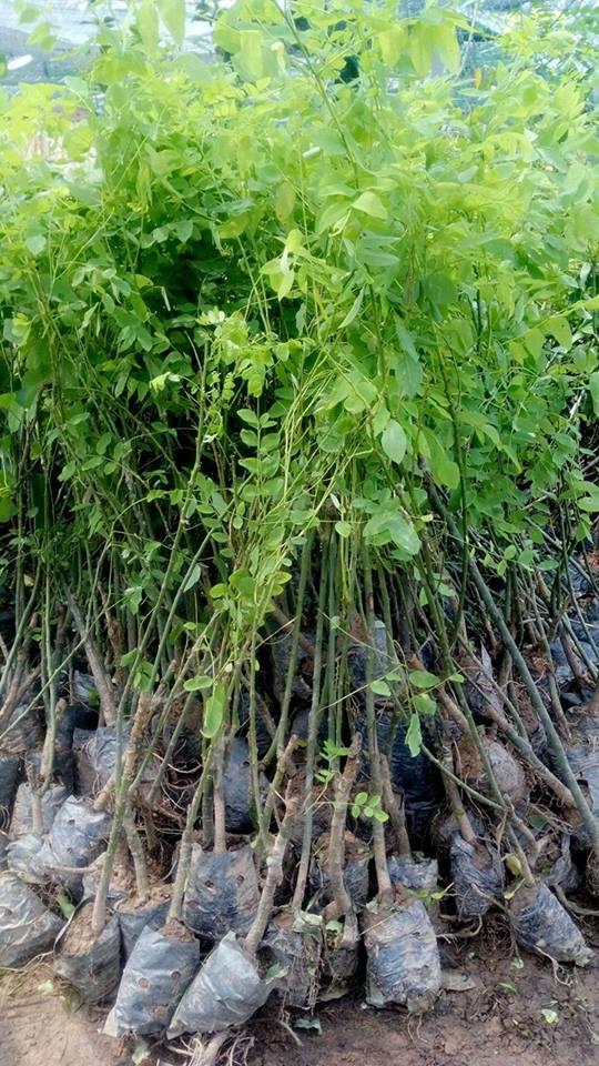 Cây hoa hòe, cây cao 1m, cây đẹp giống chuẩn, cam kết chất lượng