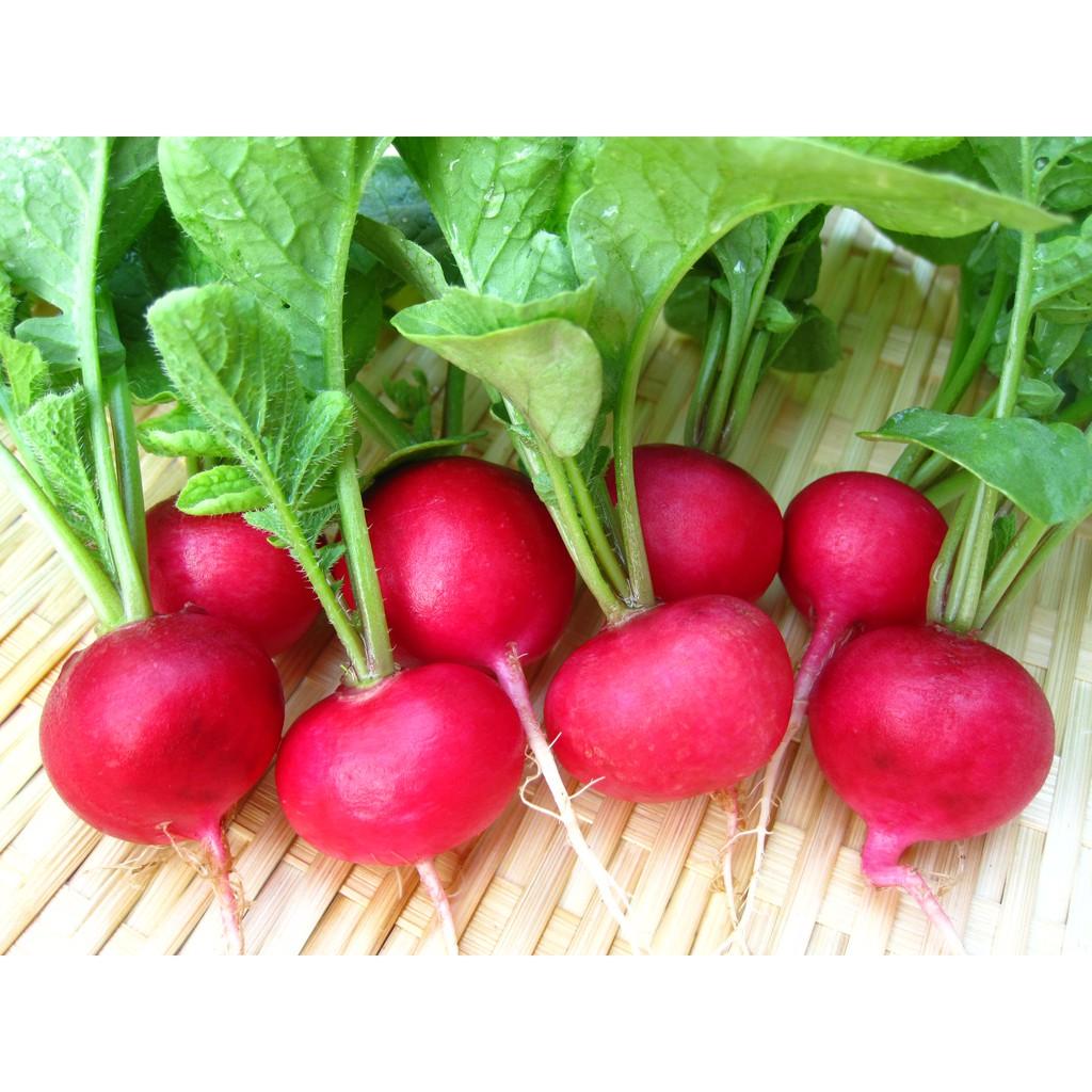 HẠT GIỐNG CẢI CỦ ĐỎ LỚN F1