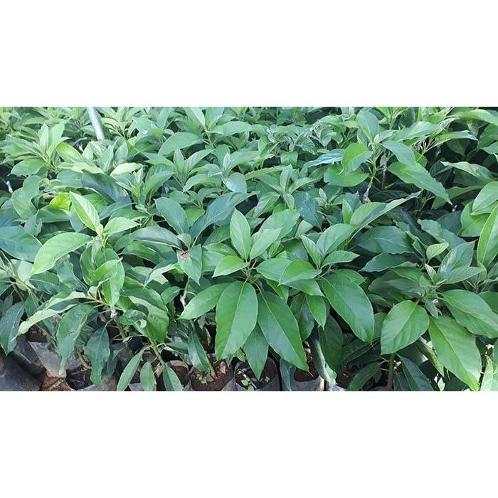 Cây giống Bơ Sáp Đăk Lăk