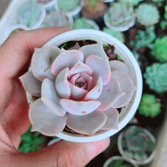 Combo 10 cây sen đá