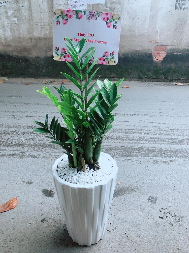 Chậu Cây Kim Phát Tài