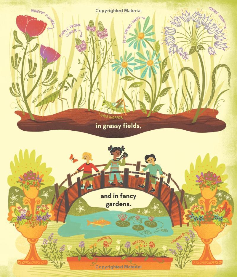 Sách ngoại văn: What's Inside A Flower?