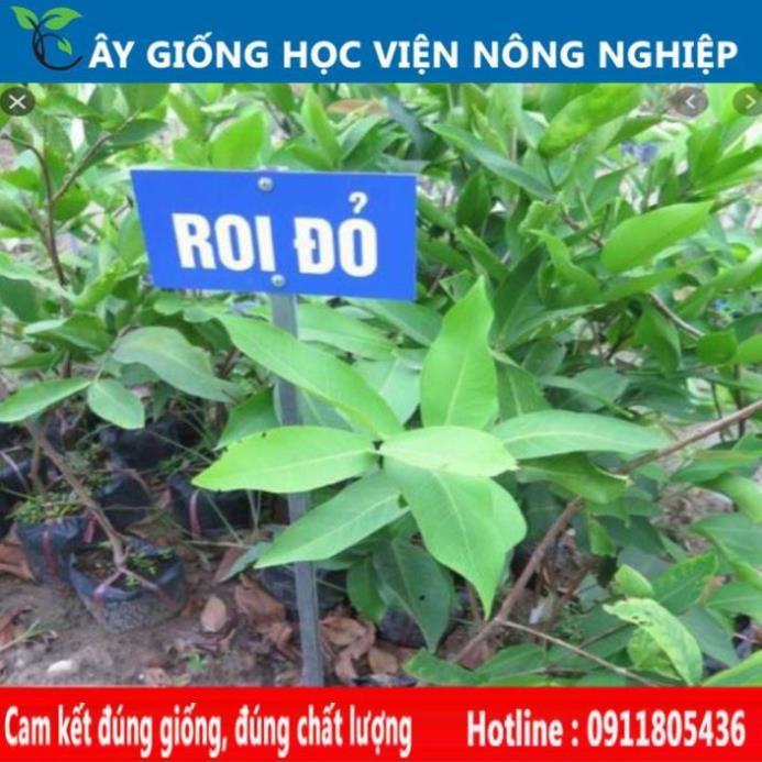 Sản phẩm Cây Ăn Trái cây roi đỏ ngọt thơm cây ăn quả viện nghiên cứu cây ăn quả