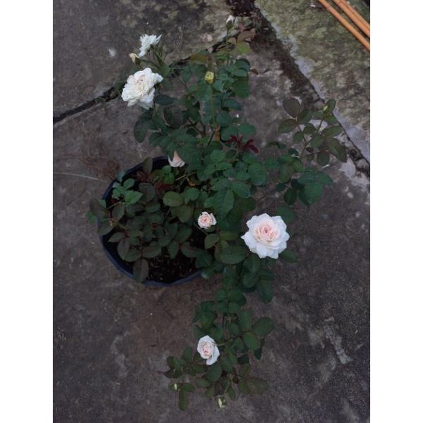 Hoa hồng trắng Tranquility, hồng ngoại, hồng bụi, thân gỗ, nguyên bản