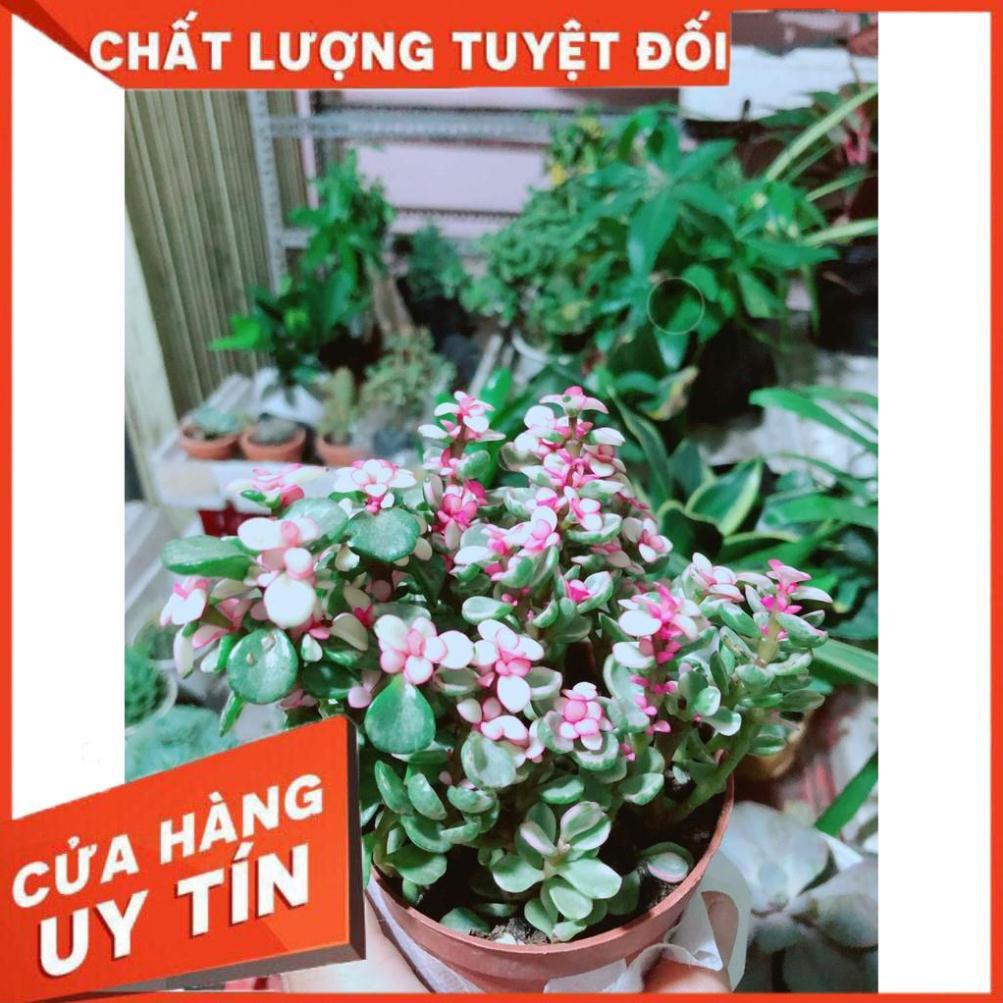Đô la kiểng kèn chậu sứ Nhiều Người Mua