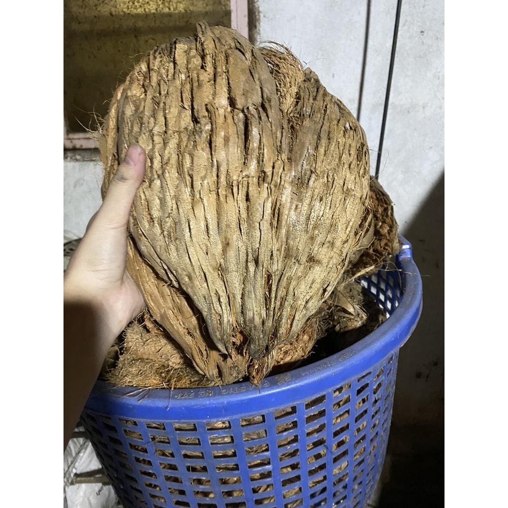 Dừa cán nguyên trái  siêu