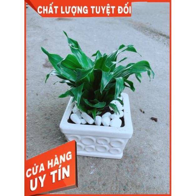 Chậu Cây Phát Tài