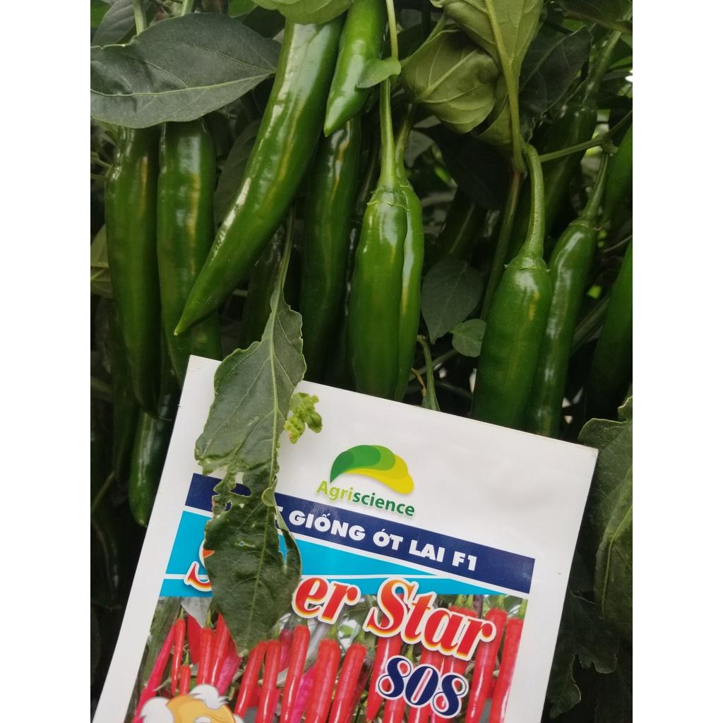 Hạt Giống ớt chỉ địa lai F1 Agri Star 808