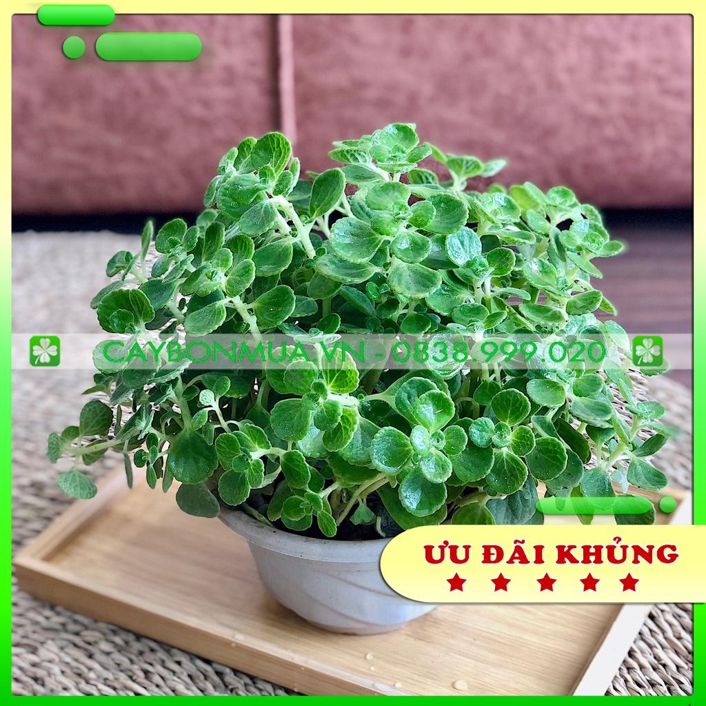 Cây Sen Lá Thơm, cây Nhất Mạt Hương, cao 25cm đuổi muỗi hương thơm thư giãn