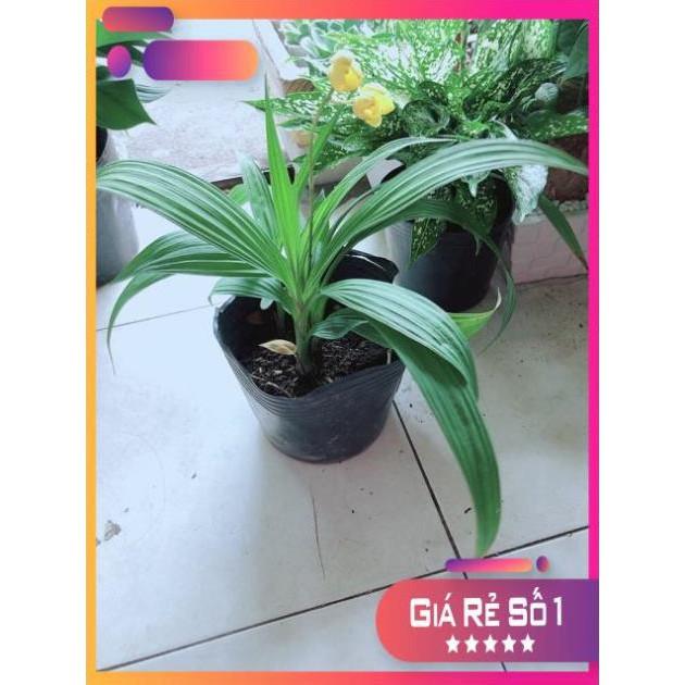 Lan Đất Có Hoa Vàng