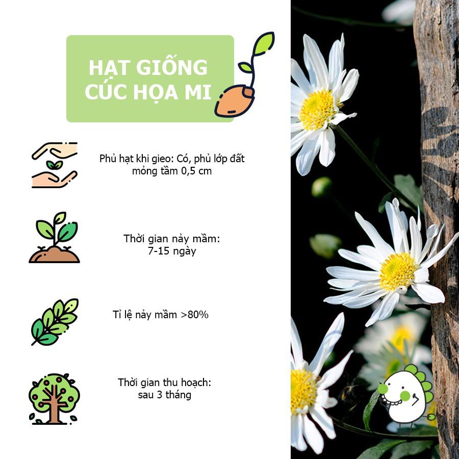 Hạt giống cúc Họa mi trắng tỷ lệ nảy mầm cao