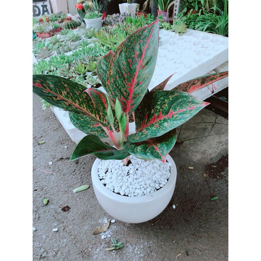 Chậu cây như ý