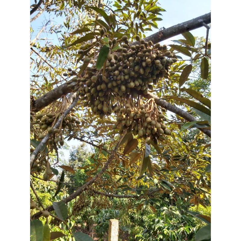 Cây giống sầu riêng thái