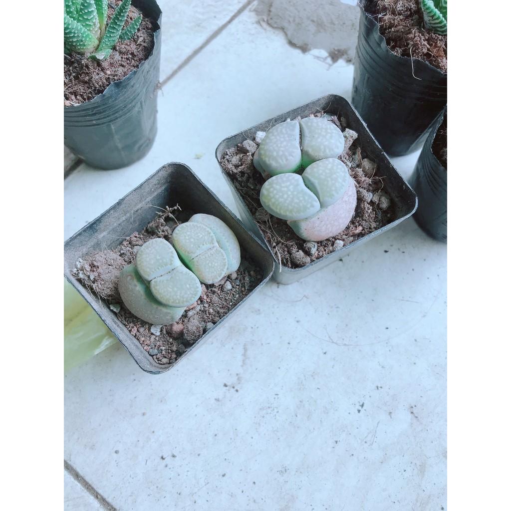 Cây thạch lan lithops