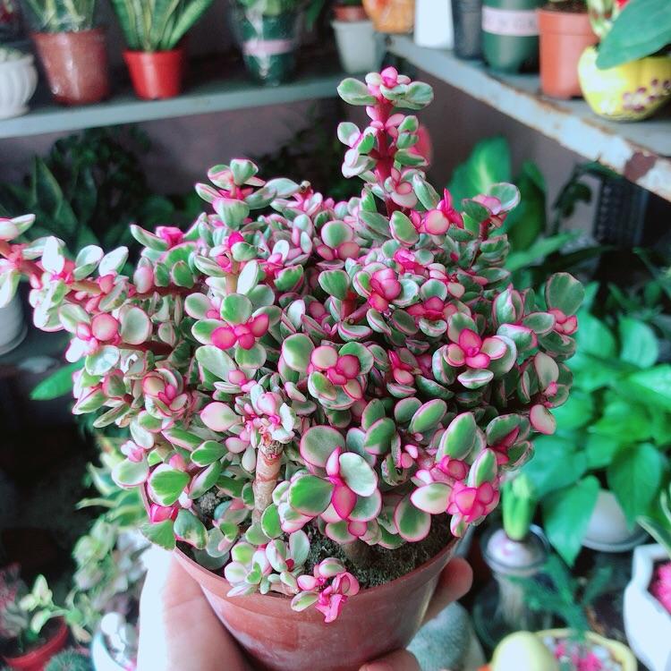 Cành Vàng Lá Ngọc