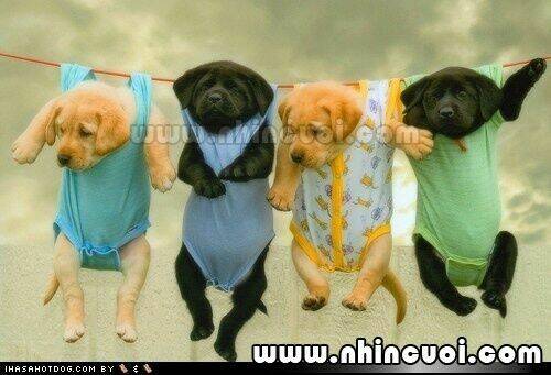 hình ảnh hài hước new chapter 14 36