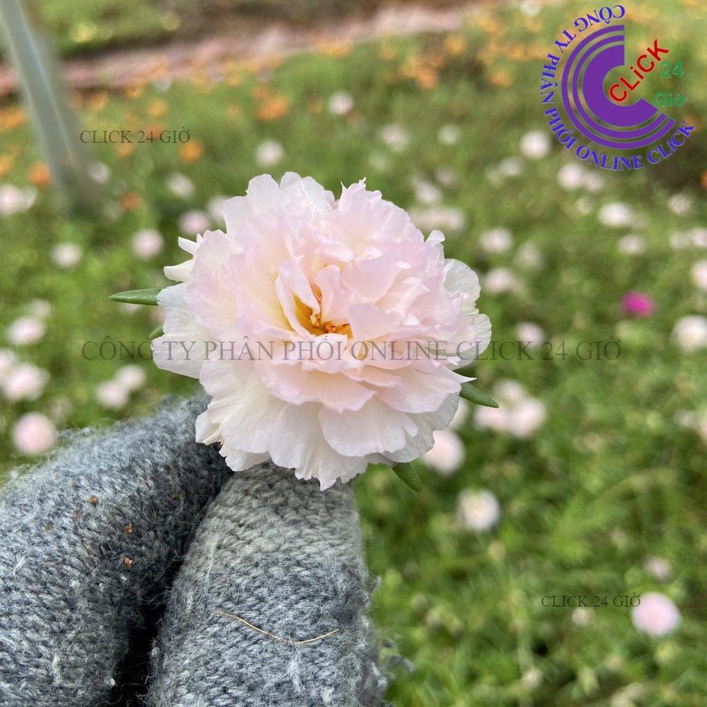1 Ký Cành Giống Hoa Mười Giờ KEM TIỂU THƯ - Hoa Mười Giờ Thái Kép Cành Tơ Siêu Khỏe Sai Nụ Nhiều Hoa