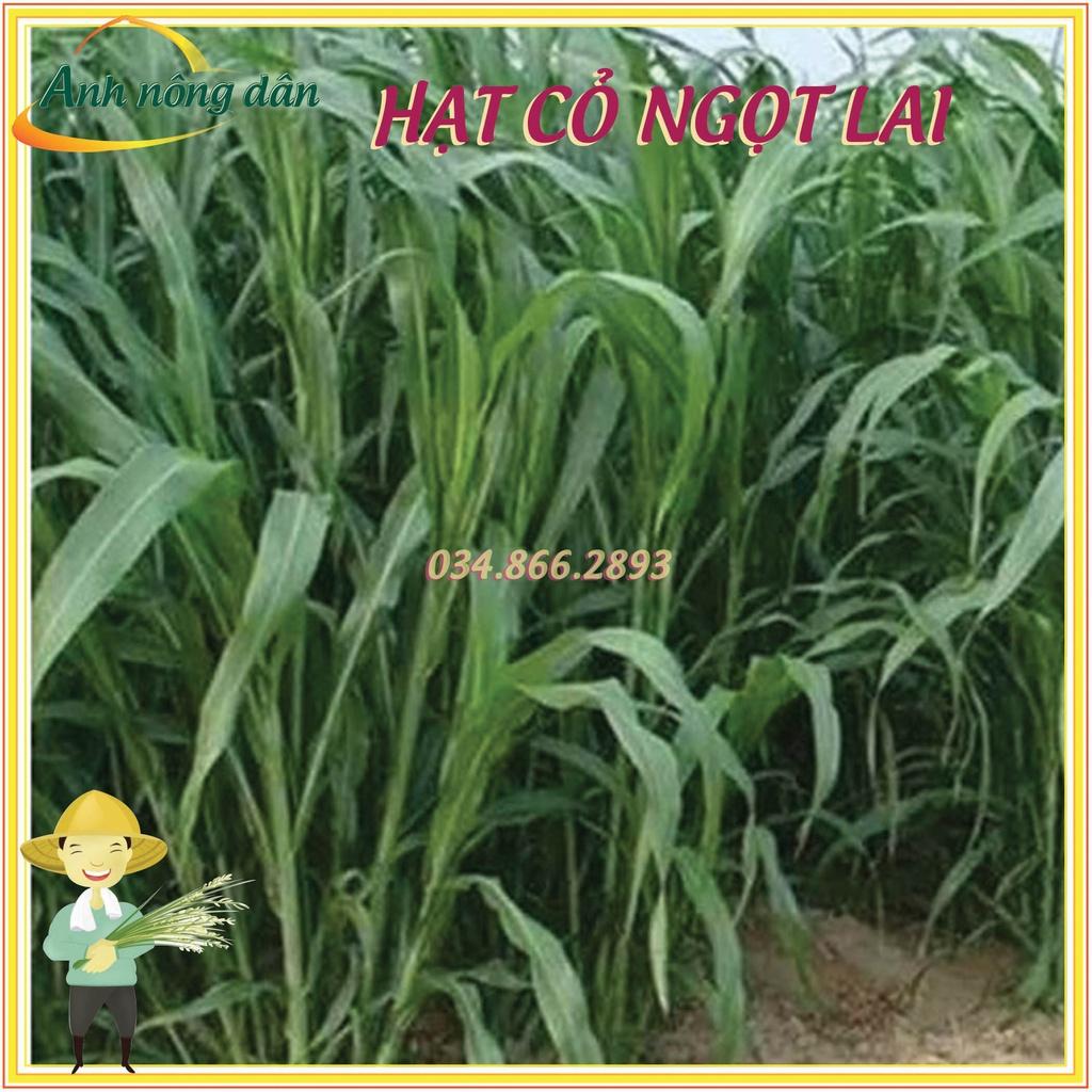 1kg Hạt giống cỏ lai ngọt - Hạt giống cỏ chăn nuôi
