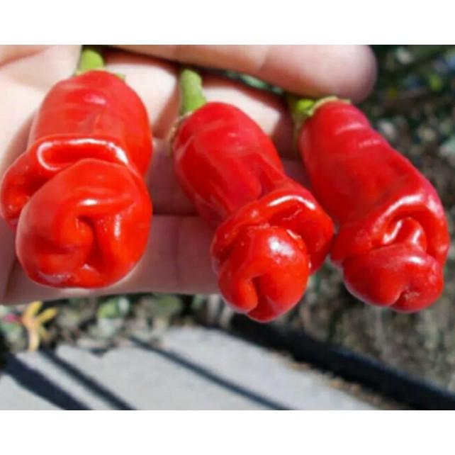 Hạt ớt của quý ớt cu tí ớt peter