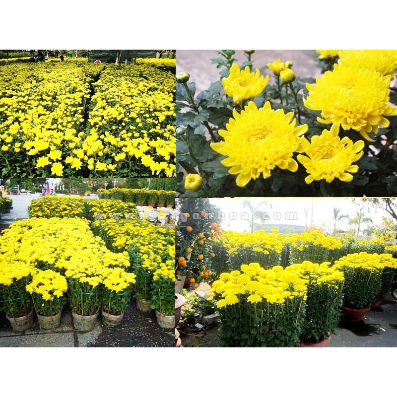 HẠT GIỐNG HOA CÚC ĐẠI ĐOÁ VÀNG F1
