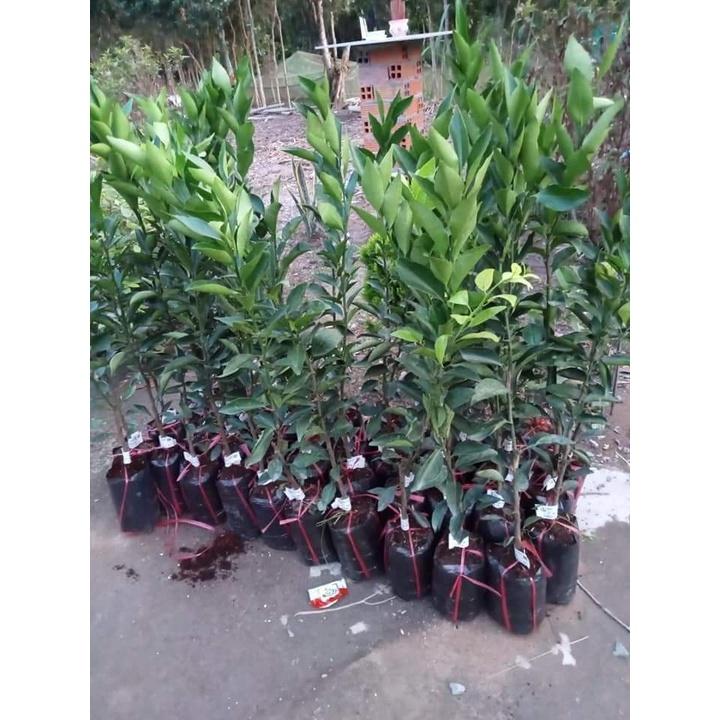 GIỐNG CÂY QUÝT ĐƯỜNG ÔN CHÂU