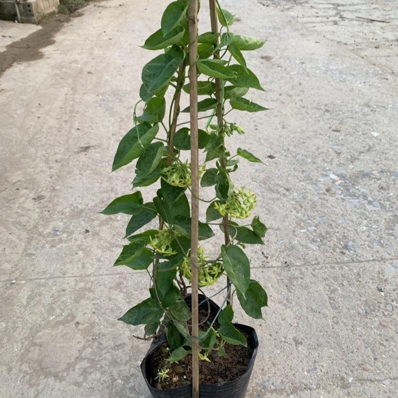 Cây thiên lý leo giàn tường rào dài 55-70cm, trang trí leo ban công và tường rào rất đẹp
