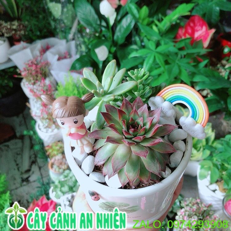 Chậu Sen Đá Tiểu Cảnh