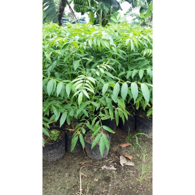 Cóc thái siêu quả