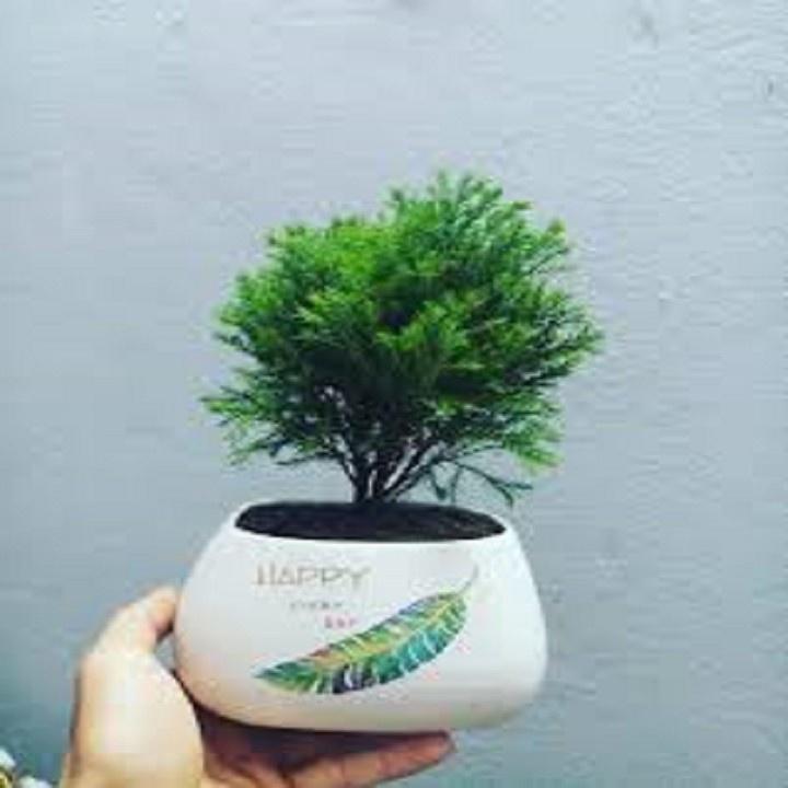 CÂY TÙNG BỒNG LAI SIÊU ĐẸP