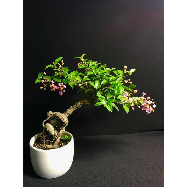 CÂY phôi Hồng ngọc mai bonsai , CÂY LỚN ĐẸP