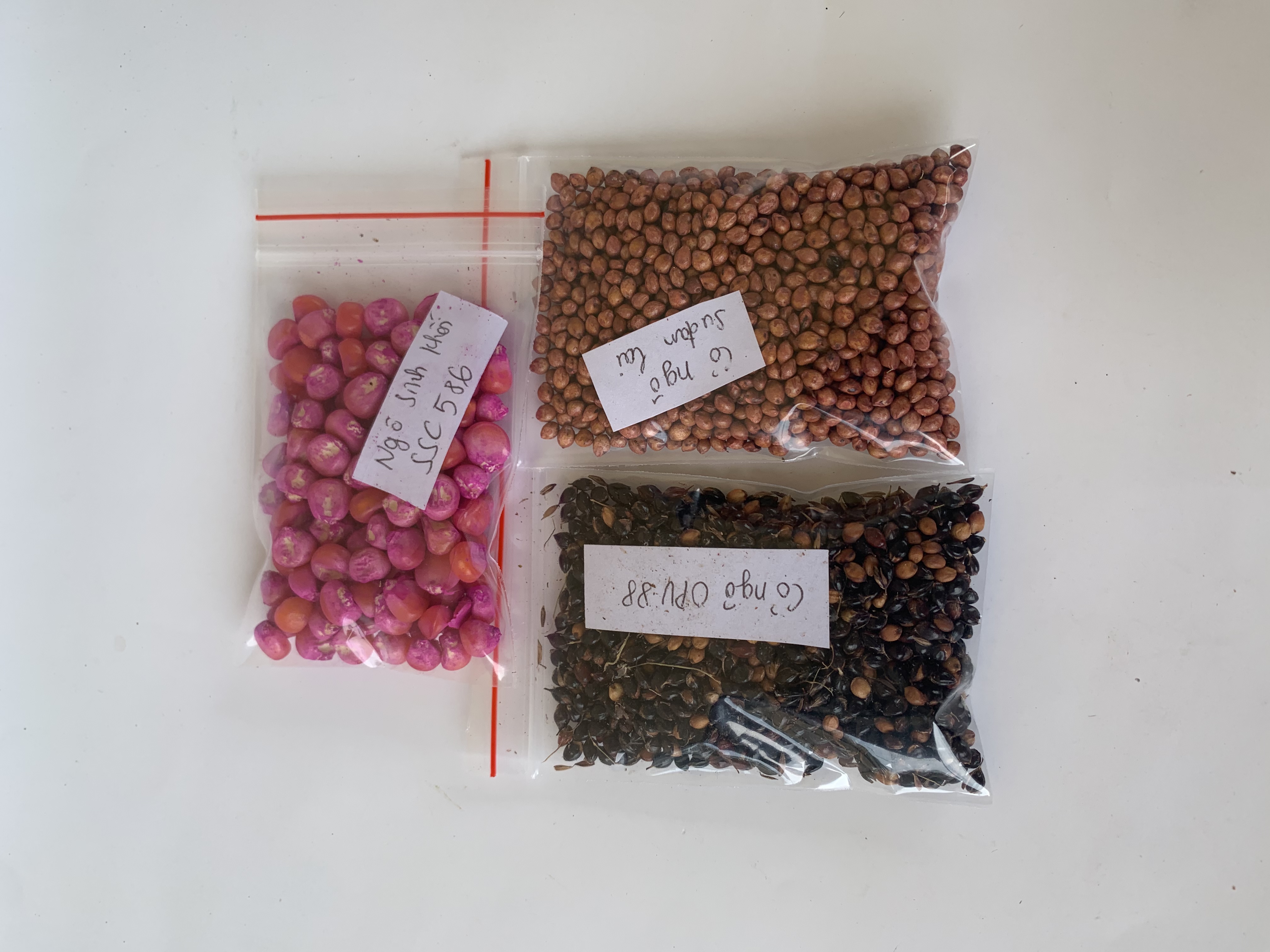 Combo 3 loại hạt giống cỏ chăn nuôi